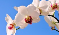世界保龄球高校联赛青训推广计划拓展更多高校，保龄球世界锦标赛